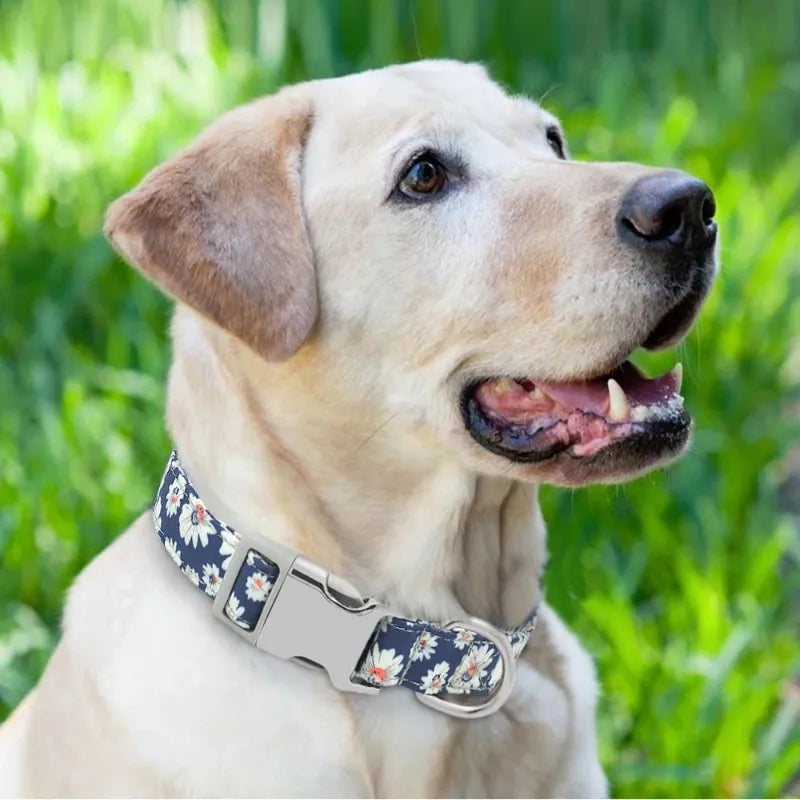 Customizable Nylon Dog Collar